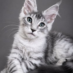 Maine Coon EZ Lily