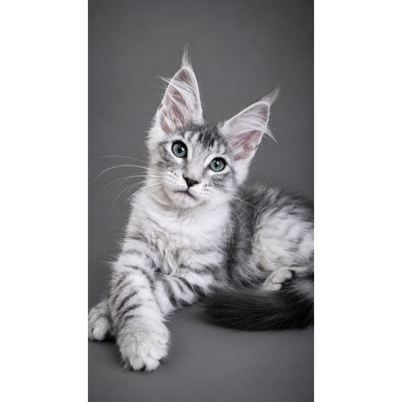 Maine Coon EZ Lily