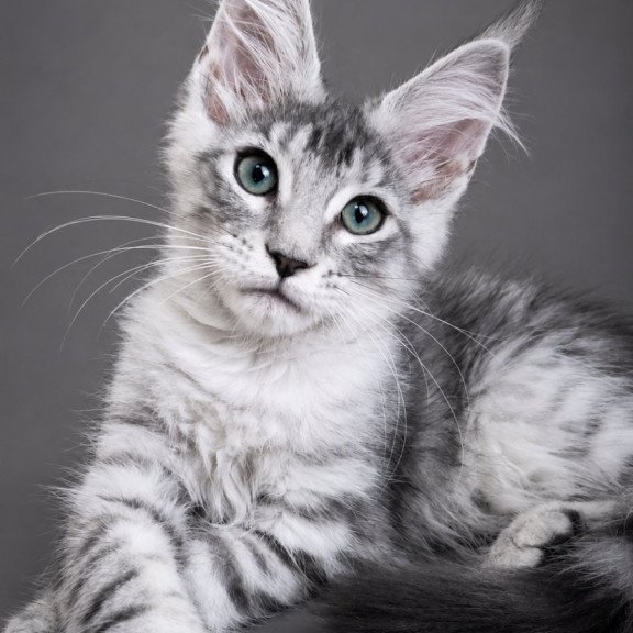 Maine Coon EZ Lily