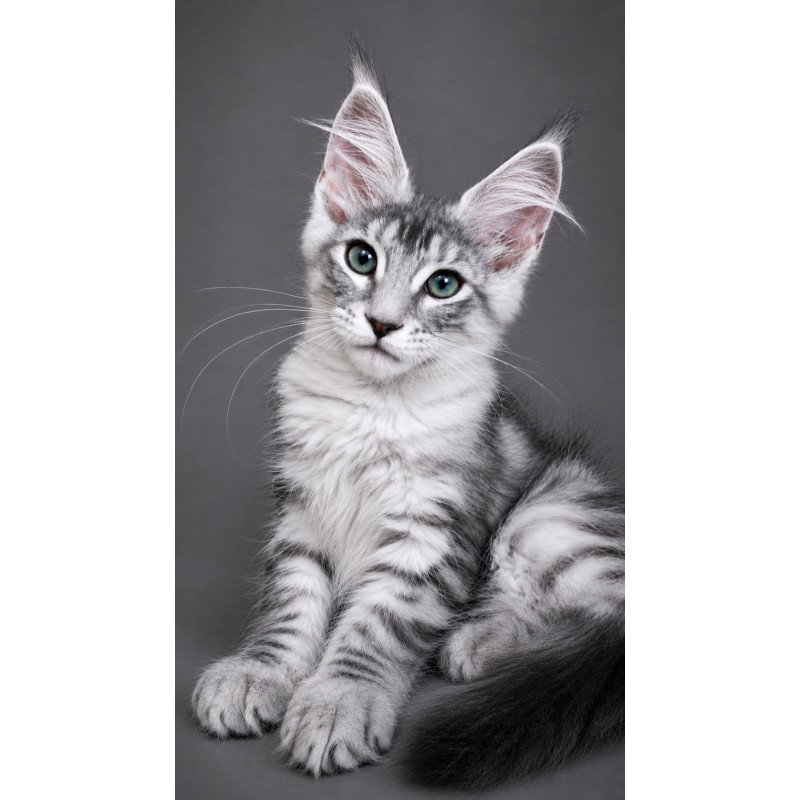 Maine Coon EZ Lily
