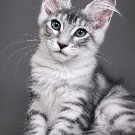 Maine Coon EZ Lily