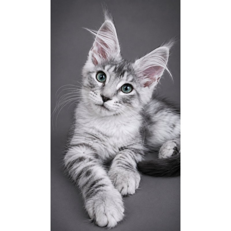 Maine Coon EZ Lily