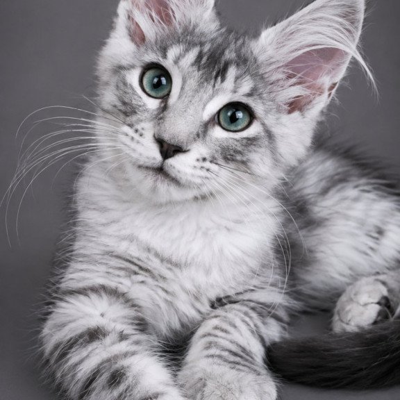 Maine Coon EZ Lily