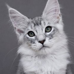 Maine Coon EZ Teddy Bear