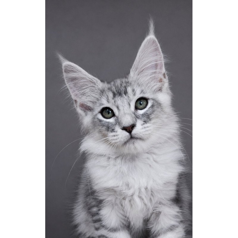 Maine Coon EZ Teddy Bear