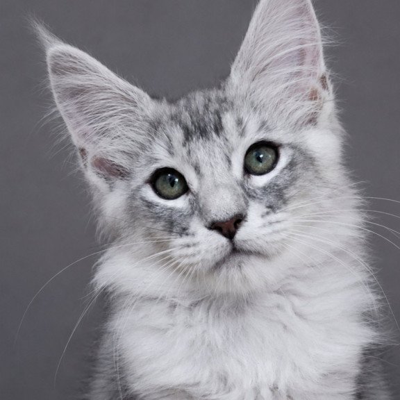 Maine Coon EZ Teddy Bear