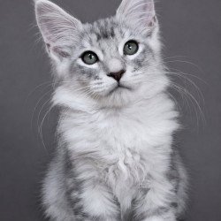 Maine Coon EZ Teddy Bear