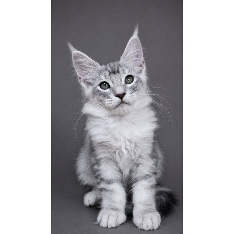 Maine Coon EZ Teddy Bear