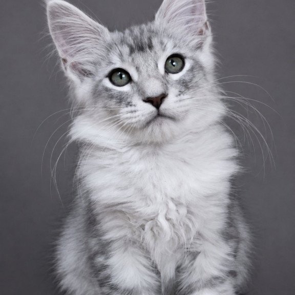 Maine Coon EZ Teddy Bear