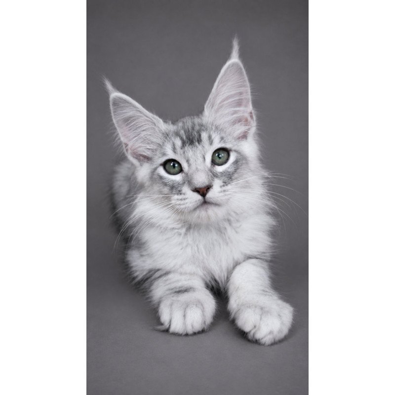 Maine Coon EZ Teddy Bear