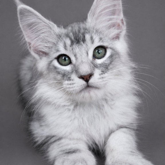 Maine Coon EZ Teddy Bear