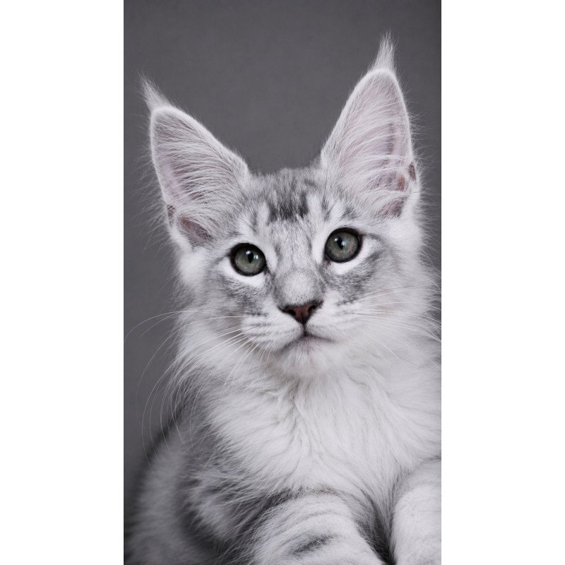 Maine Coon EZ Teddy Bear