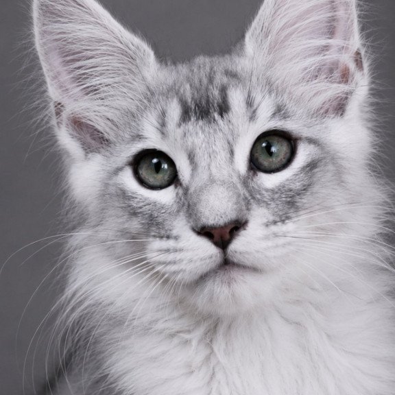 Maine Coon EZ Teddy Bear