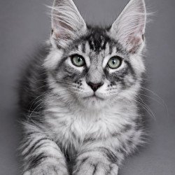 Maine Coon EZ Lexus