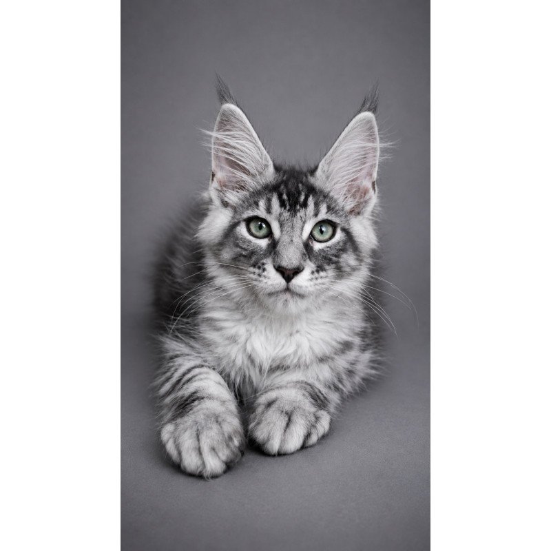 Maine Coon EZ Lexus