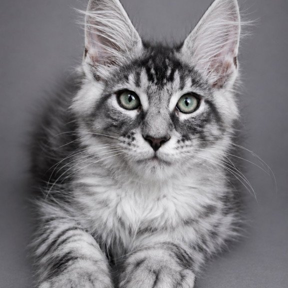 Maine Coon EZ Lexus