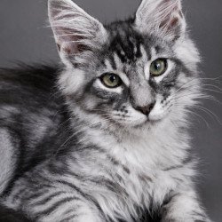 Maine Coon EZ Lexus