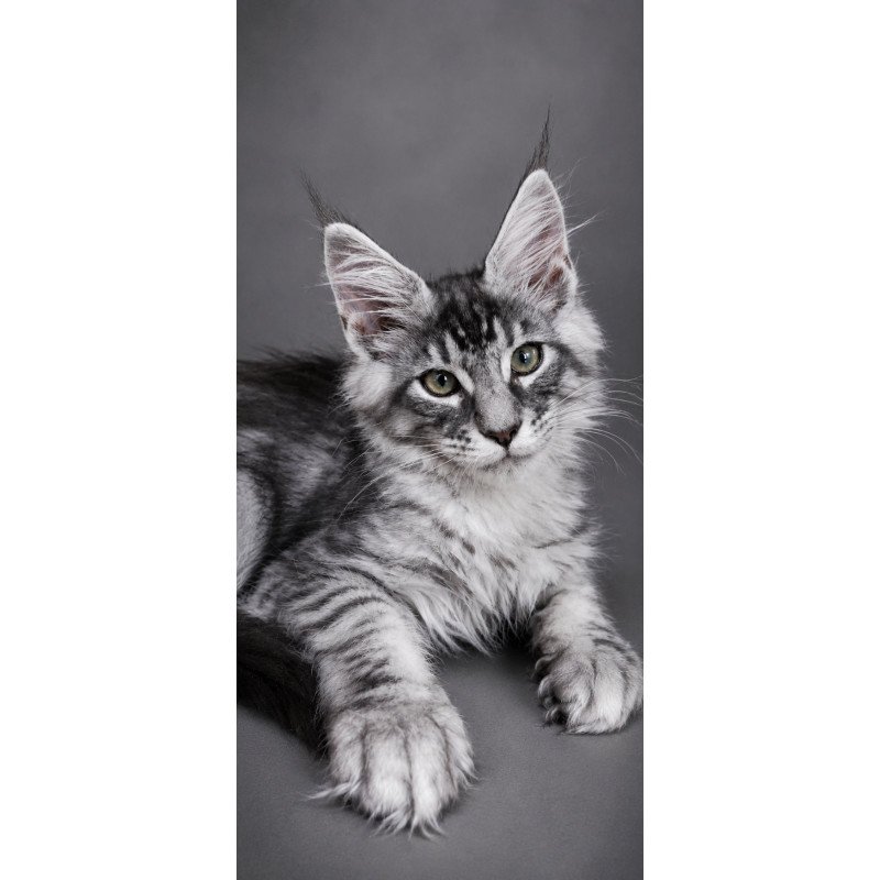 Maine Coon EZ Lexus