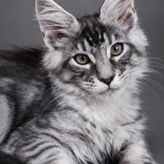 Maine Coon EZ Lexus
