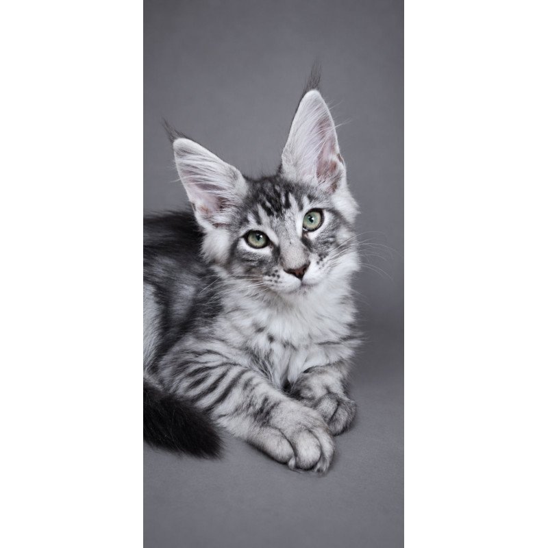 Maine Coon EZ Lexus