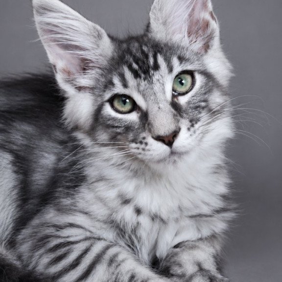 Maine Coon EZ Lexus