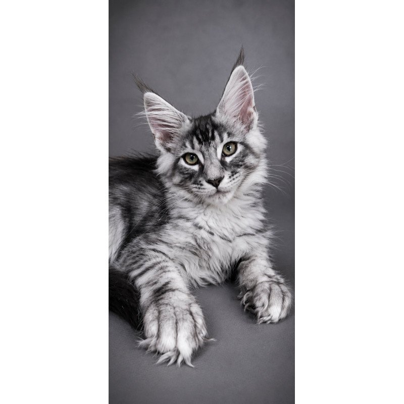 Maine Coon EZ Lexus