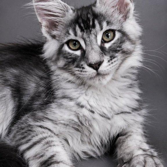 Maine Coon EZ Lexus
