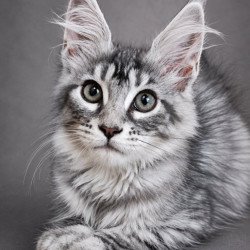 Maine Coon EZ Lola