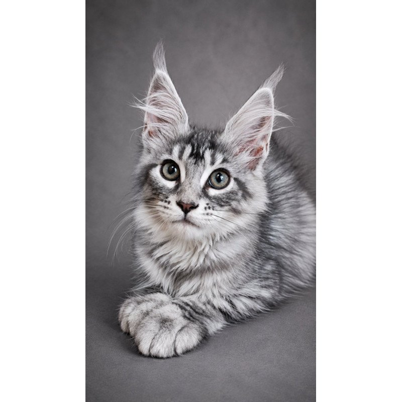 Maine Coon EZ Lola