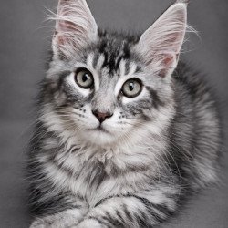 Maine Coon EZ Lola