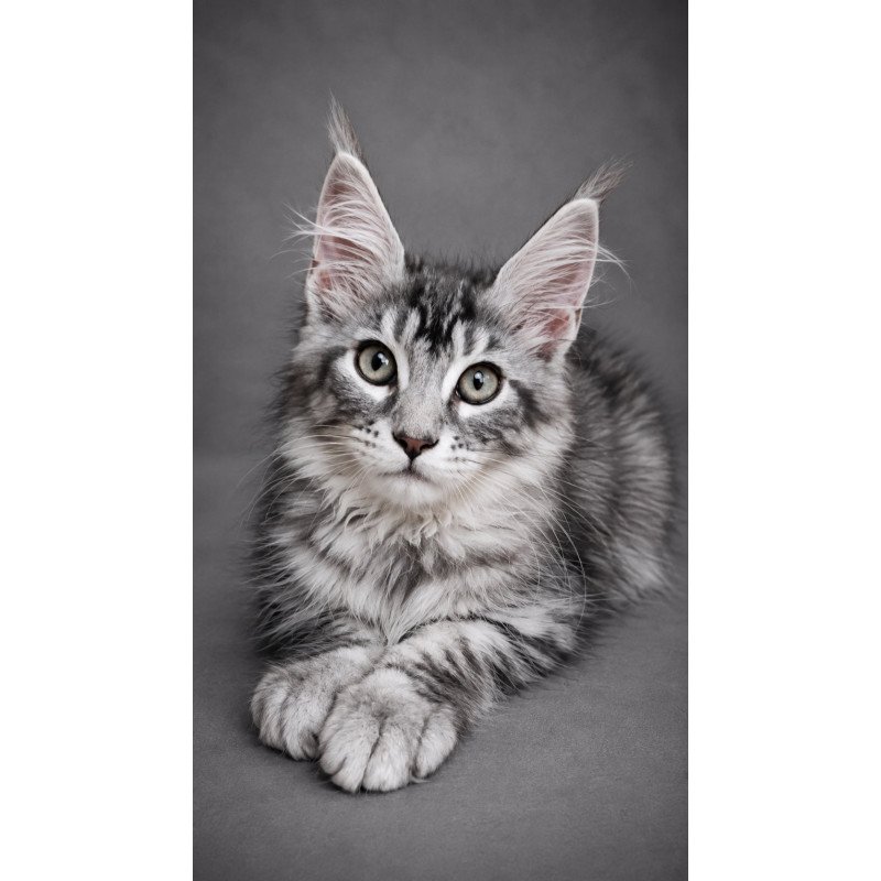 Maine Coon EZ Lola