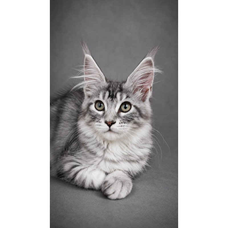 Maine Coon EZ Lola