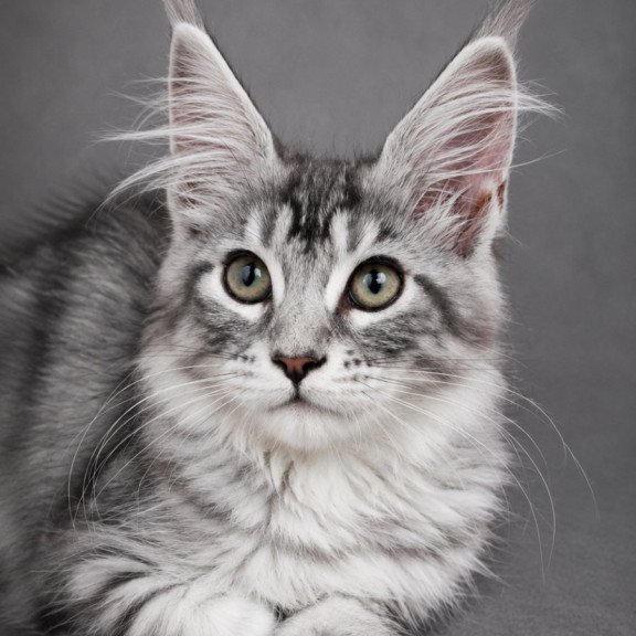 Maine Coon EZ Lola