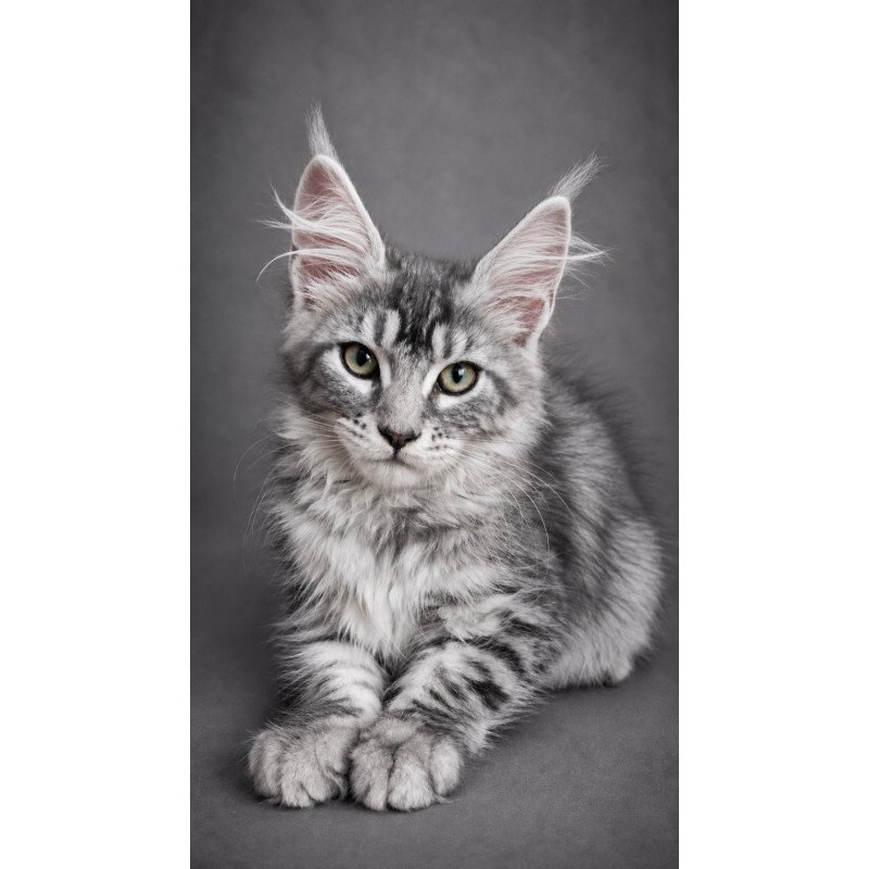 Maine Coon EZ Lola