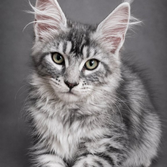Maine Coon EZ Lola