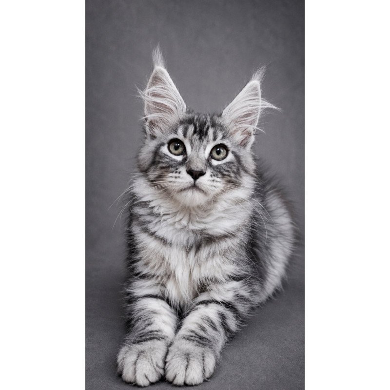 Maine Coon EZ Lola