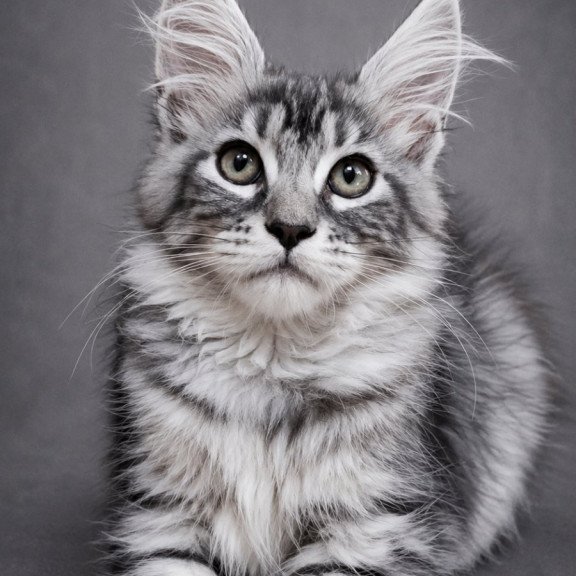 Maine Coon EZ Lola