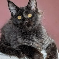 Maine Coon EZ Wizard