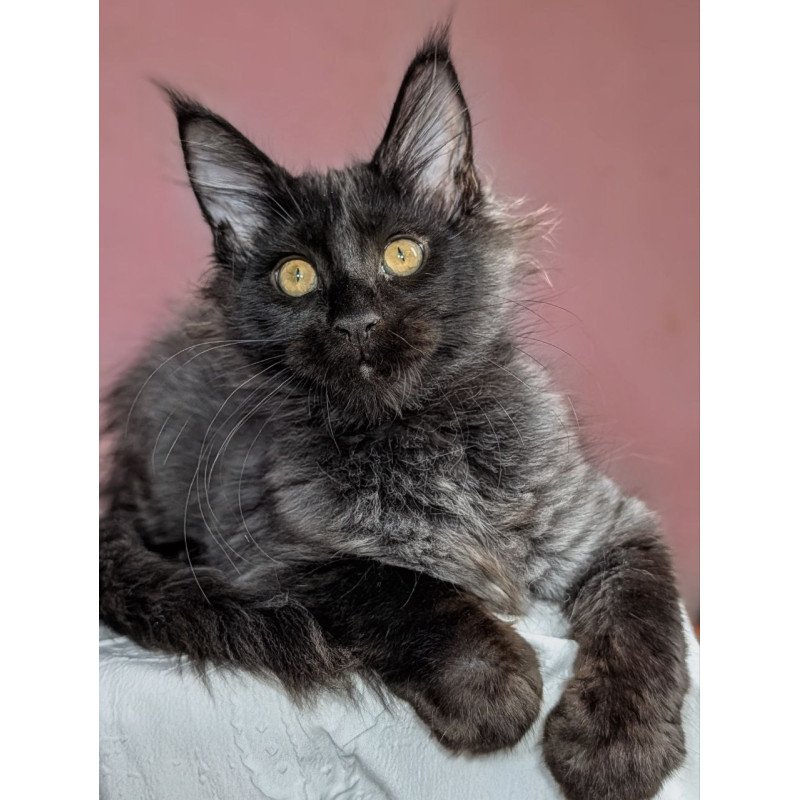 Maine Coon EZ Wizard