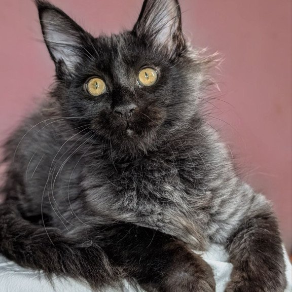 Maine Coon EZ Wizard