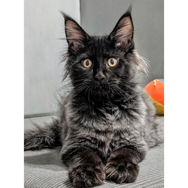 Maine Coon EZ Wizard