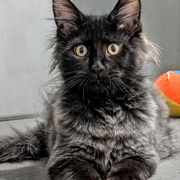 Maine Coon EZ Wizard