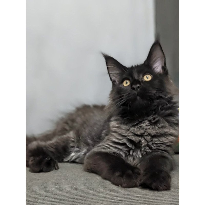 Maine Coon EZ Wizard