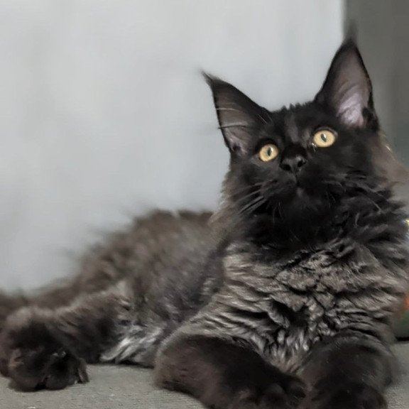 Maine Coon EZ Wizard
