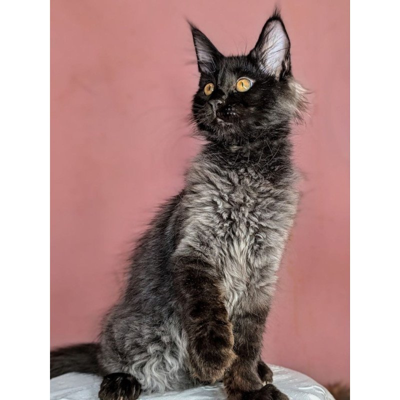 Maine Coon EZ Wizard