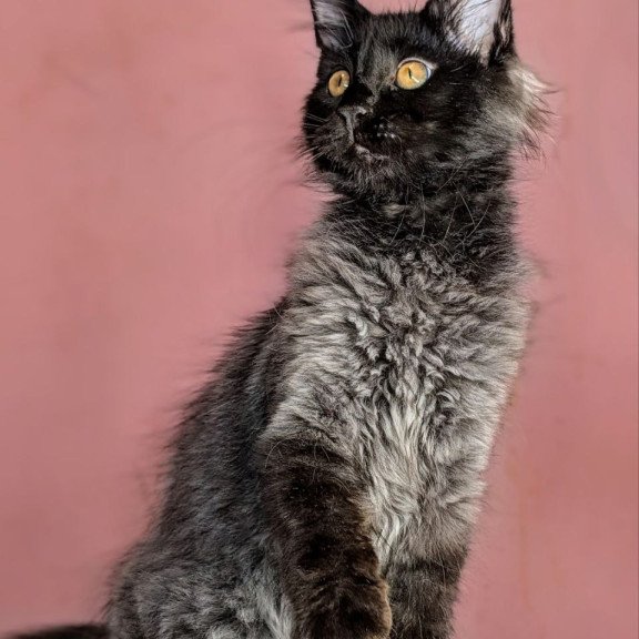 Maine Coon EZ Wizard
