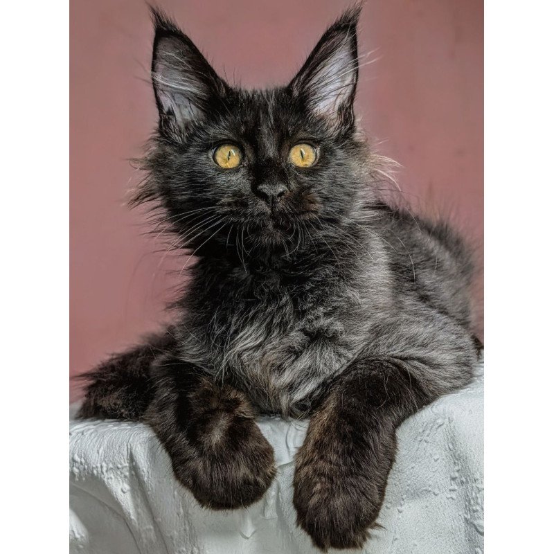 Maine Coon EZ Wizard