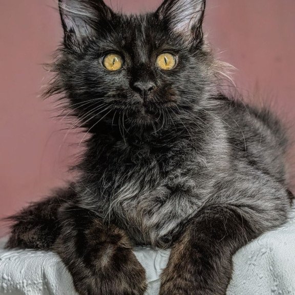 Maine Coon EZ Wizard