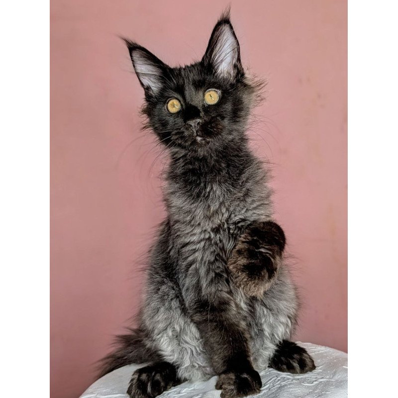Maine Coon EZ Wizard