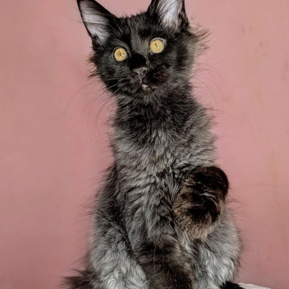 Maine Coon EZ Wizard